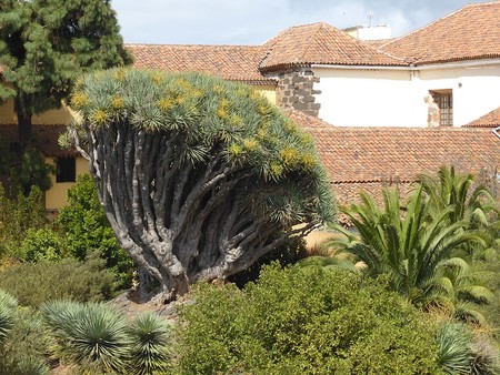 960px Drago Del Seminario De La Laguna O De Santo Domingo Isla De Tenerife Canarias Espana