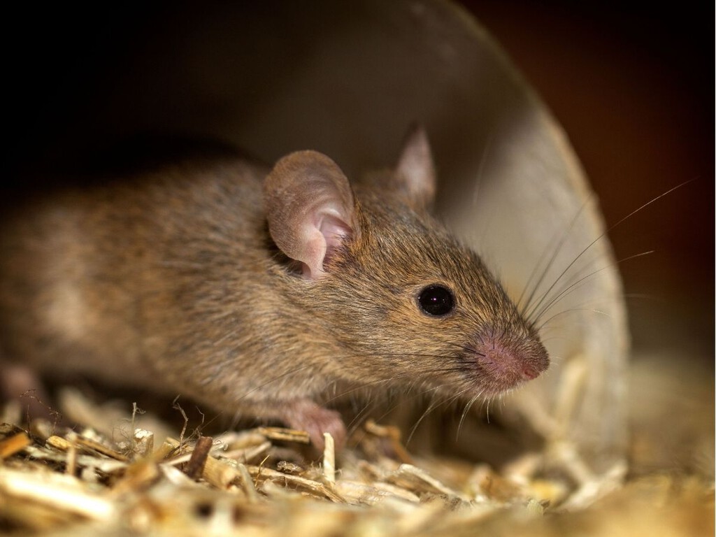 Mantener a las ratas alejadas de tu casa con cáscaras de naranja y limón: un método casero que ayuda a prevenir su presencia