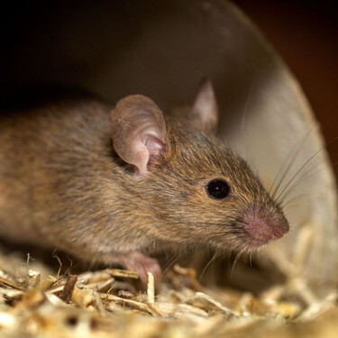 Mantener a las ratas alejadas de tu casa con cáscaras de naranja y limón: un método casero que ayuda a prevenir su presencia 