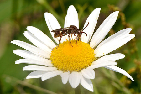 Abeja