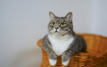 gato-embarazo