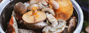 Setas de primavera: cuáles son y dónde salen 