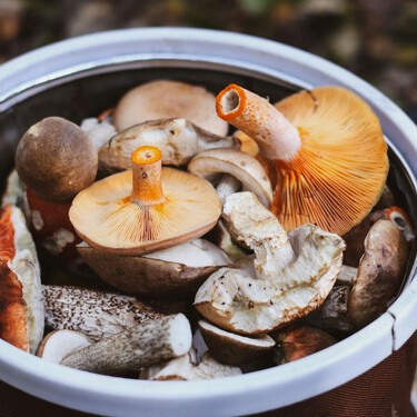 Setas de primavera: cuáles son y dónde salen 