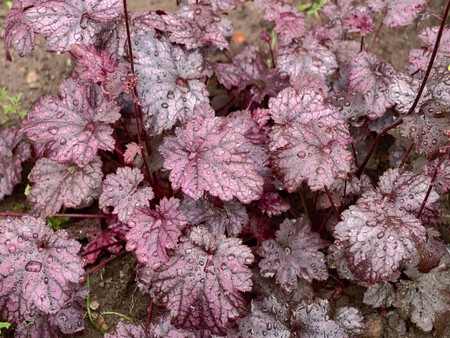 Heuchera
