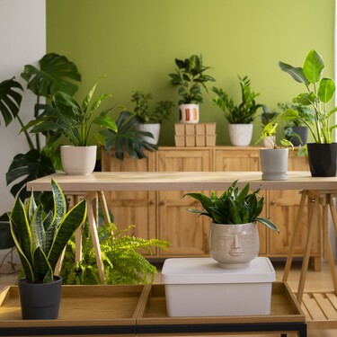 Estas son las mejores ideas para decorar con plantas y dar  dar vida a rincones tristes: transforma tu casa en un vergel con estos soportes 