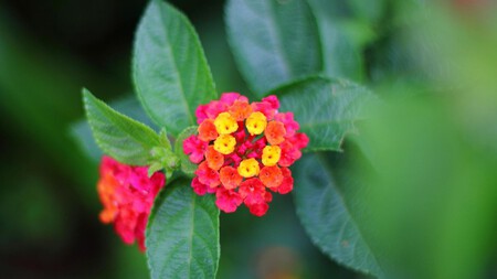 Lantana