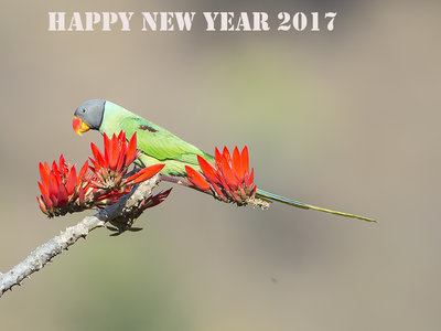 ¿Qué podemos esperar económicamente de 2017?