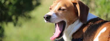Los perros bostezan y giran la cara para comunicarse contigo. No porque les aburras o quieran ignorarte 