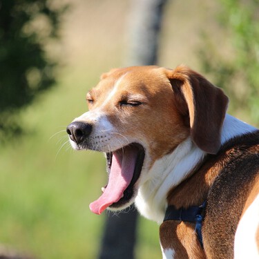 Los perros bostezan y giran la cara para comunicarse contigo. No porque les aburras o quieran ignorarte 
