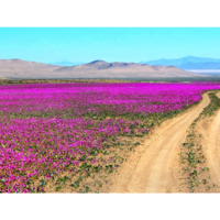 O deserto mais seco da Terra está coberto de flores silvestres neste momento  