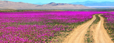 O deserto mais seco da Terra está coberto de flores silvestres neste momento  
