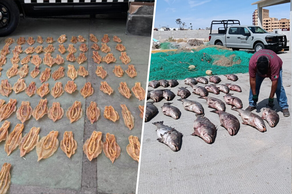 México le ha declarado la guerra a un contrabando que está rompiendo el mercado chino: la "cocaína del mar" 