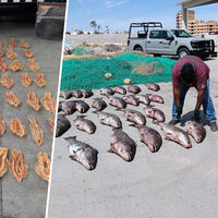 Hay una "cocaína del mar" que está rompiendo el mercado chino. Y eso es un enorme problema para México