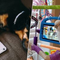La ciencia ha creado algo que creíamos solo para humanos: un “internet animal” con teléfonos para perros 