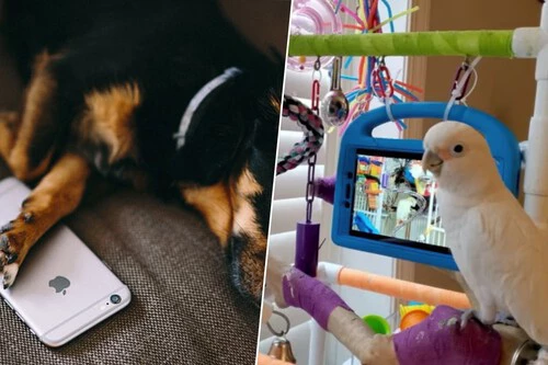 Ps Plantilla Portadas Xtk 494