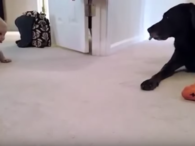 5 vídeos de bebés gateando que traerán recuerdos a todos los papis y mamis 