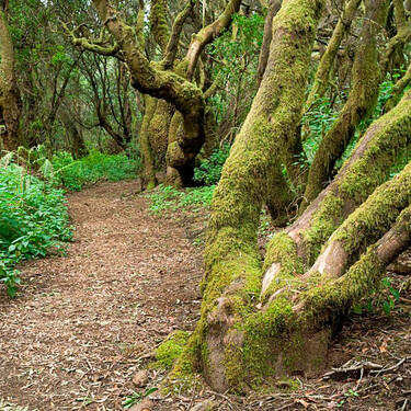 Con la península llena de colores del otoño, esta ruta de senderismo canaria aún ofrece un verde impresionante en diciembre 
