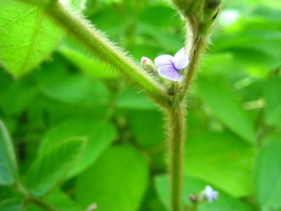 La soja como ingrediente para la fabricación de neumáticos