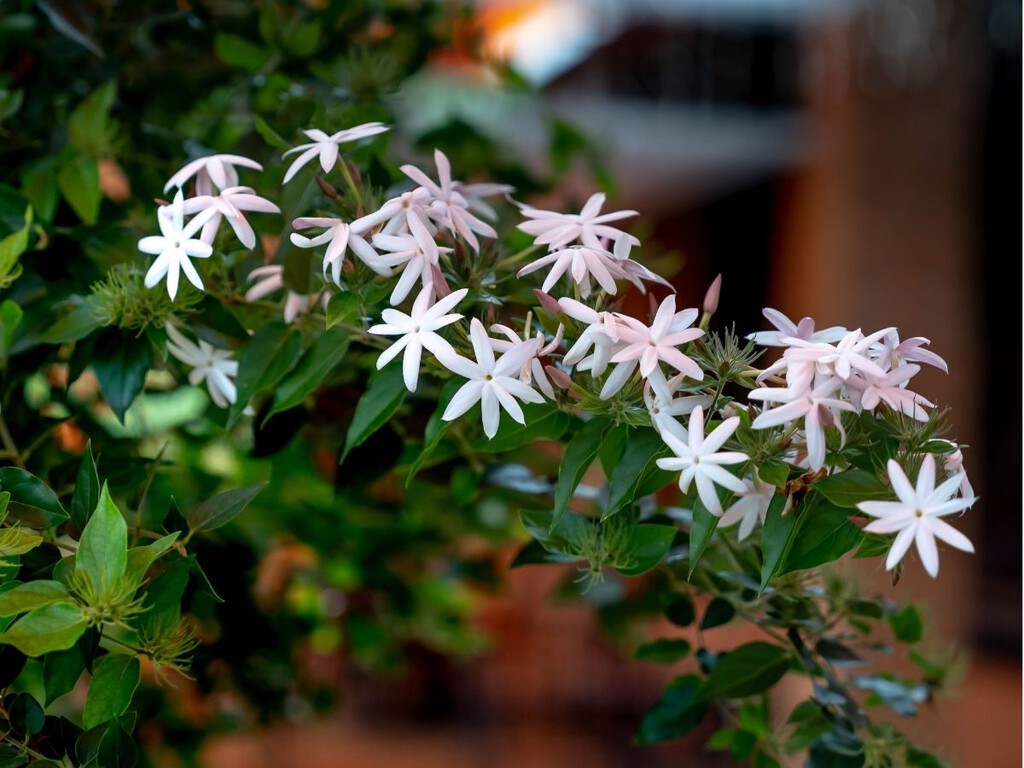 Cómo cuidar el jazmín común en verano para conseguir una floración abundante y un aroma que dure hasta el otoño