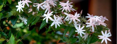 Cómo cuidar el jazmín común en verano para conseguir una floración abundante y un aroma que dure hasta el otoño 