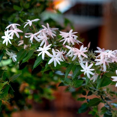 Cómo cuidar el jazmín común en verano para conseguir una floración abundante y un aroma que dure hasta el otoño 