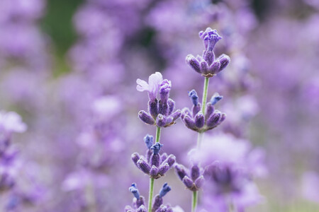 flor da lavanda. Créditos: banco de imagens