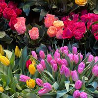 Este 13 de febrero llegan a Aldi los ramos de rosas y tulipanes más bonitos para celebrar San Valentín