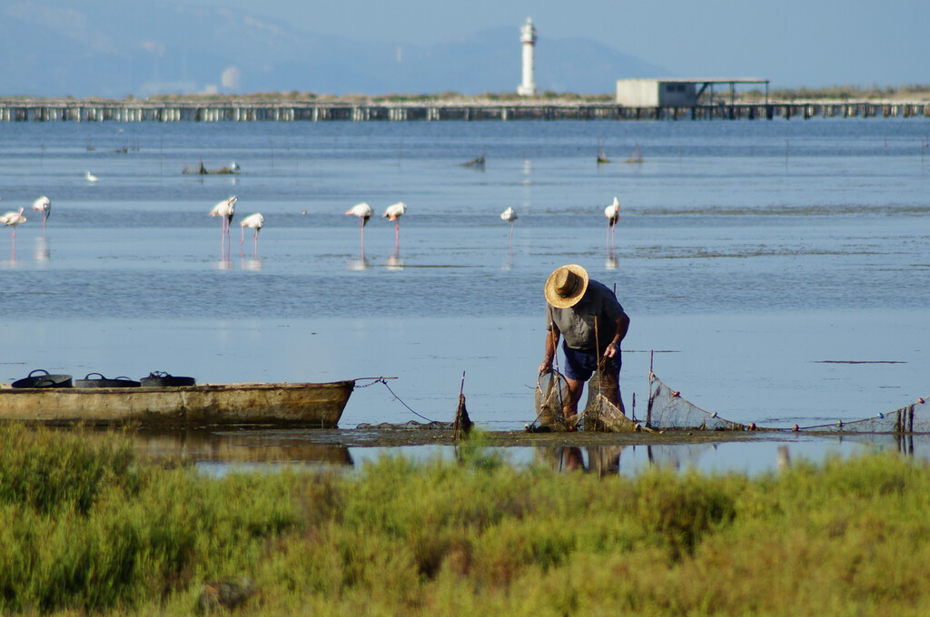 El calor extremo lleva años asfixiando las mejilloneras del Delta del Ebro. Hay quien cree que la solución son las ostras