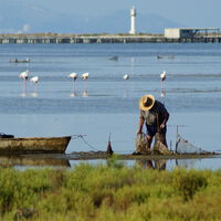 El calor extremo lleva años asfixiando las mejilloneras del Delta del Ebro. Hay quien cree que la solución son las ostras