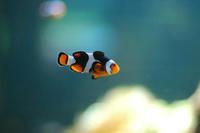 Hotel para peces en Holanda