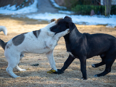 Perritos
