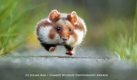 La fauna más simpática: estos son los ganadores de los Comedy Wildlife Photography Awards