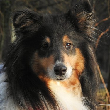 Los diferentes tipos de pelaje en perros y cómo cuidar adecuadamente cada uno 