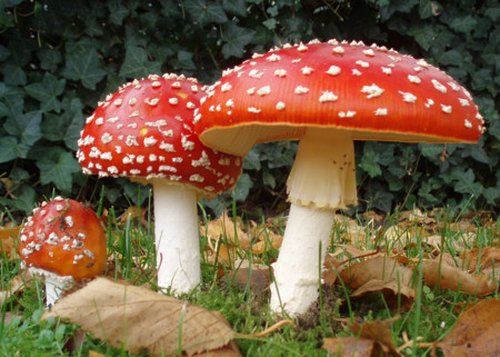 2006 10 25 Amanita Muscaria Crop