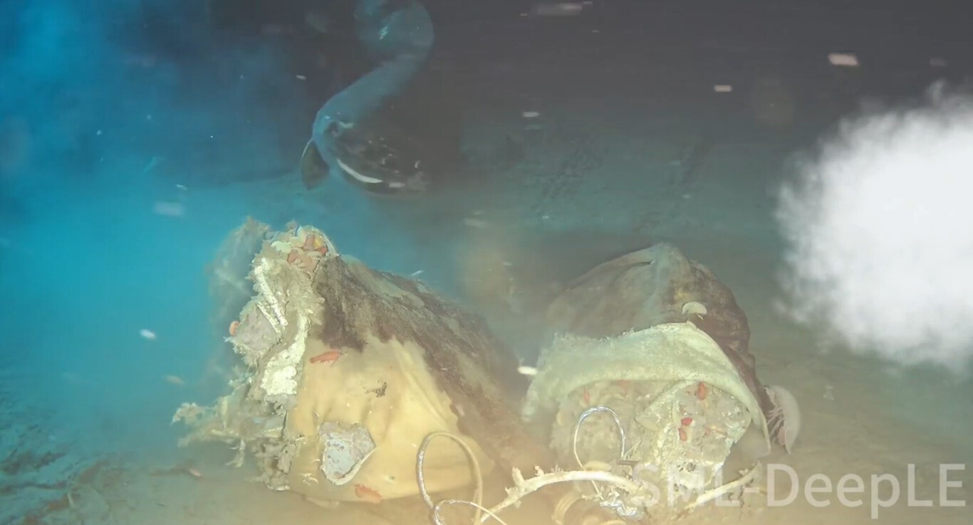 Unos científicos lanzaron una vaca a las profundidades del Mar de China. Descubrieron a ocho invitados inesperados al festín