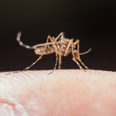 Adiós mosquitos en casa gracias a esta mosquitera que se instala sin tornillos, es barata y se cierra por sí sola 