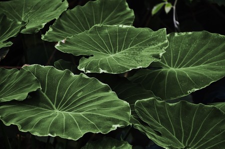 Esta hoja artificial imita el proceso de la fotosíntesis y convierte C02 en metanol y oxígeno