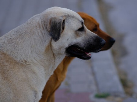 Perros De Calle