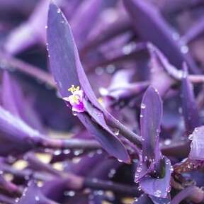 Ni geranios ni lavanda: esta planta aguanta más de 40 ºC  y puede pasar hasta 20 días sin riego 