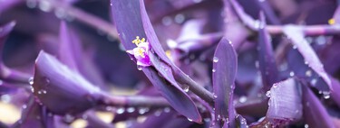 Ni geranios ni lavanda: esta planta aguanta más de 40 ºC  y puede pasar hasta 20 días sin riego 