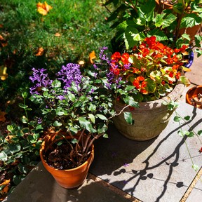 Estas son las tres plantas que tienes que sembrar en agosto para llenar de color tu terraza o jardín en primavera 