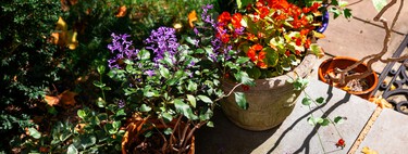 Estas son las tres plantas que tienes que sembrar en agosto para llenar de color tu terraza o jardín en primavera 