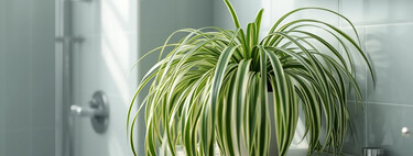 La planta que tu baño necesita para olvidar el moho y la humedad 