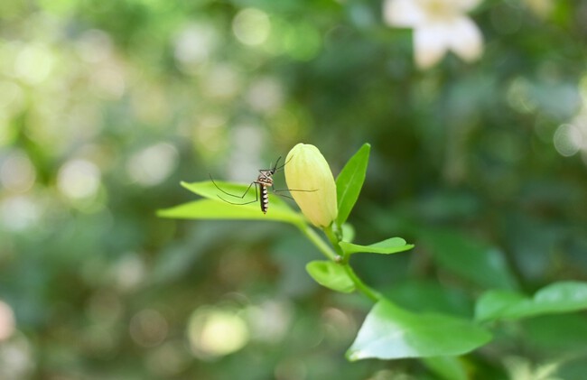 plantas antimosquitos