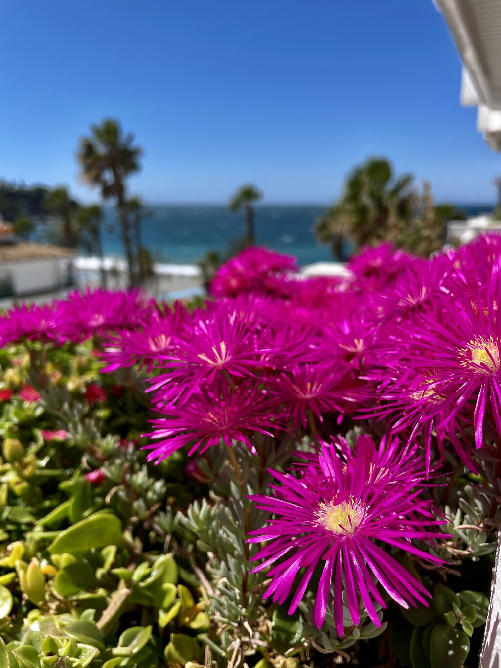 Esta es la mayor lección que aprendí de mi abuela para cuidar las plantas y macetas de casa 