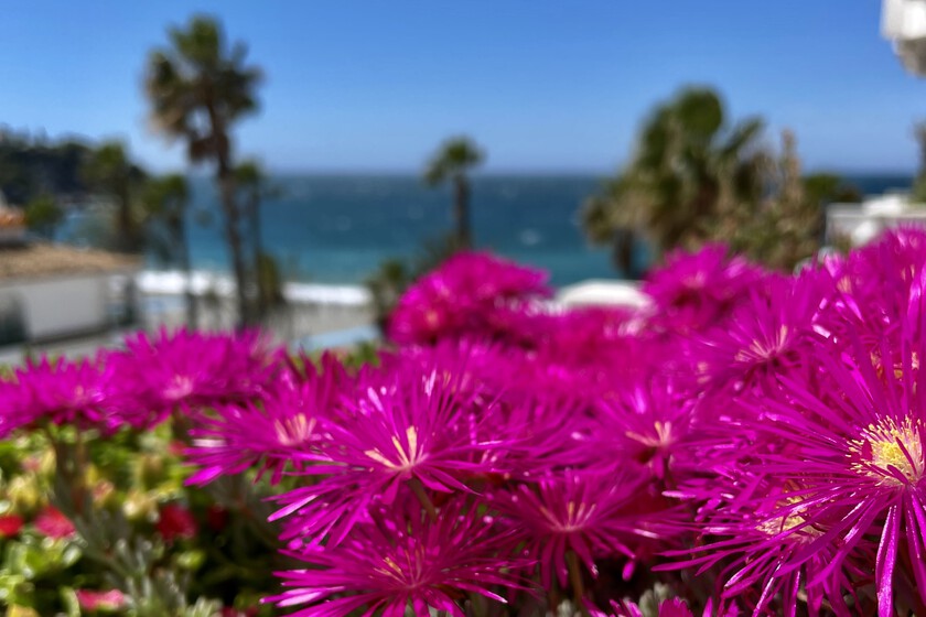 Plantas