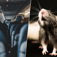 En mitad del océano, 250 pasajeros de un avión se enteraron de que uno de ellos era un polizón. Uno con forma de rata