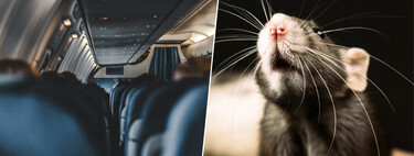 En mitad del océano, 250 pasajeros de un avión se enteraron de que uno de ellos era un polizón. Uno con forma de rata