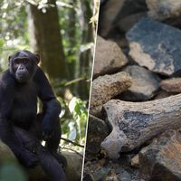 Pensábamos que el ser humano empezó a caminar en África. Este fósil de 7,2 millones de años dice lo contrario 