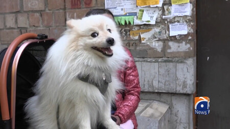 How Did This Dog Save Its Owners From Drone Attack Geo News English 5